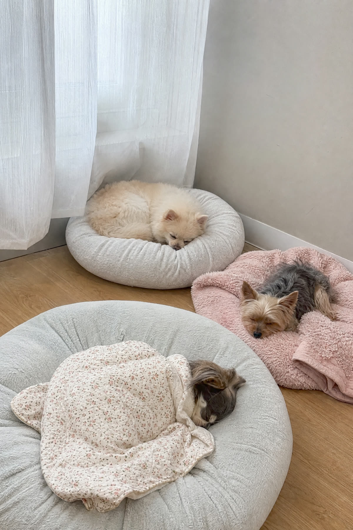 낮잠 — 커튼을 치고 다 같이 쉬어요